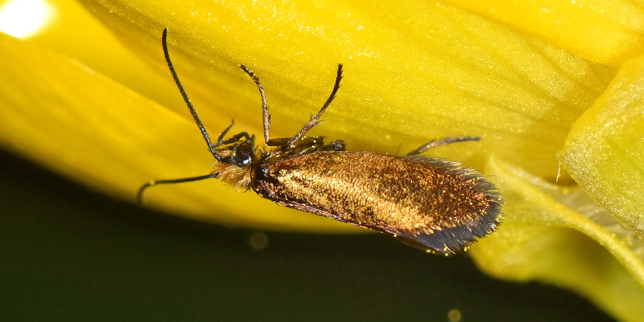 Micropterix sp? S: Micropterix garganoensis (cfr.)  - Micropterigidae